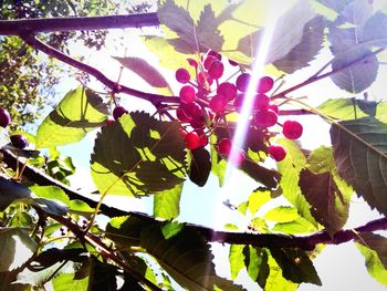 Low angle view of leaves on tree