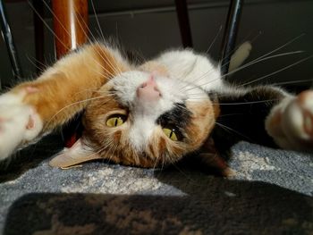 Close-up portrait of cat