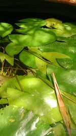 Close-up of green leaf on plant