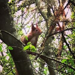 Squirrel on tree trunk