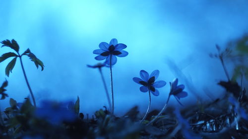 Close-up of blue flowers against sky