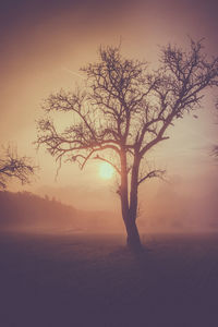 Silhouette bare tree on landscape at sunset