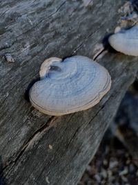 High angle view of mushrooms on tree trunk