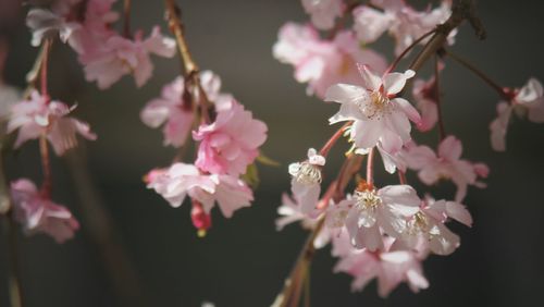 Pink flowers blooming on tree