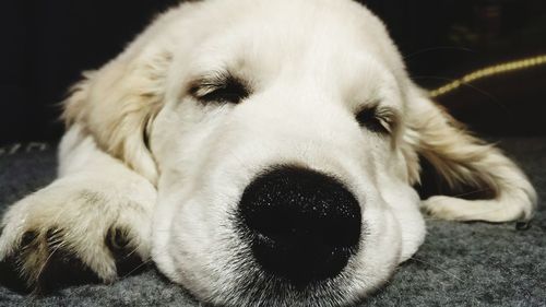 Close-up portrait of dog relaxing