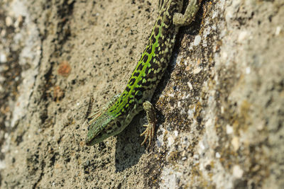 Close-up of lizard