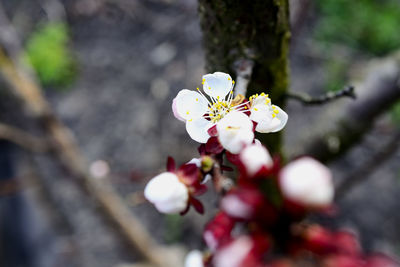 Close-up of cherry blossom