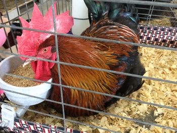 Close-up of a bird in cage