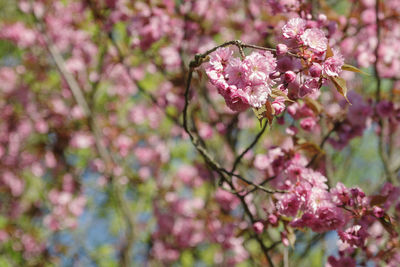 Close-up of pink cherry blossoms in spring