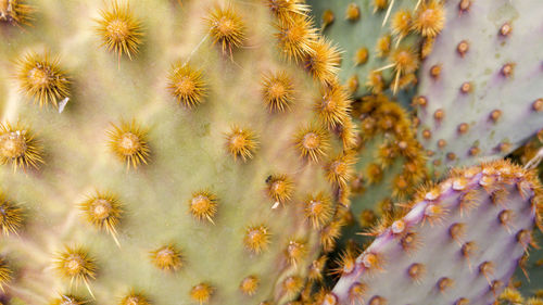 Close-up of cactus plants