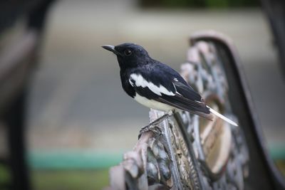 Close-up of bird perching outdoors