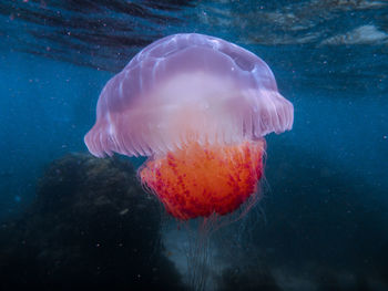 Close-up of jellyfish swimming in sea