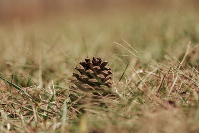 Close-up of pine cone on grassy field