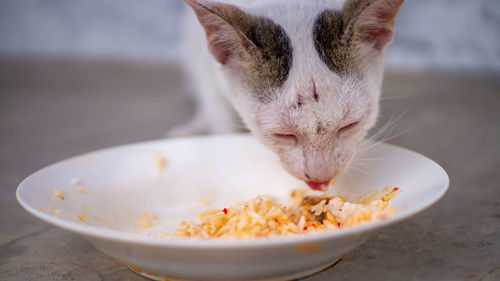 Close-up of cat eating food