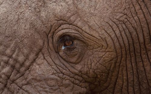 Close-up of elephant