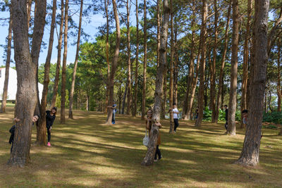 Trees in forest