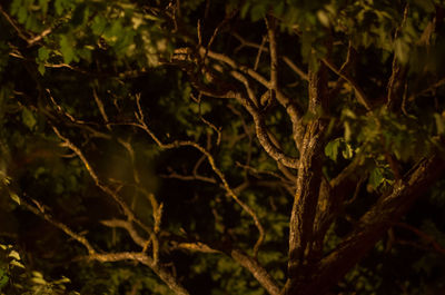 Full frame shot of trees in forest