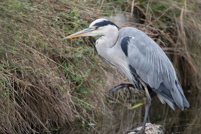 Side view of gray heron perching on wood in lake