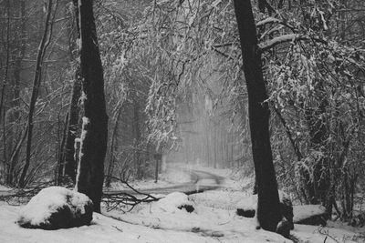 Bare trees in forest during winter