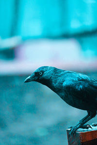 Close-up of bird