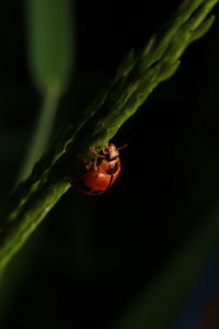 Close-up of ladybug on plant