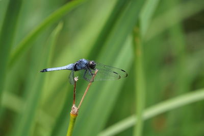 Close-up of damselfly on plant