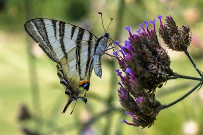 Close-up of butterfly on purple flower