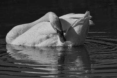 Swan swimming in lake