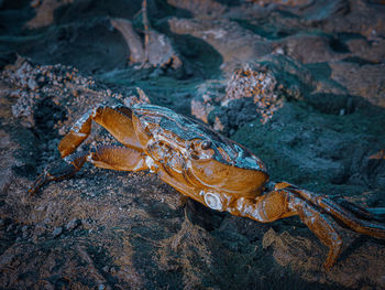 High angle view of crabe on rock