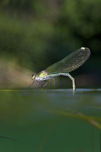 Dragonflies mating on the krka river