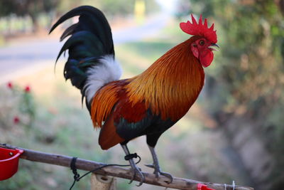 Close-up of rooster