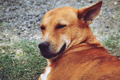 Close-up of a dog on field