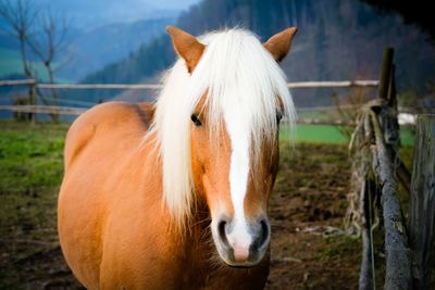 Horse standing in ranch