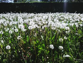 White flowering plants in field