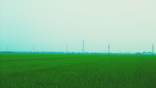 Tranquil scene of grassy field