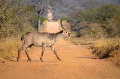 Deer crossing the street