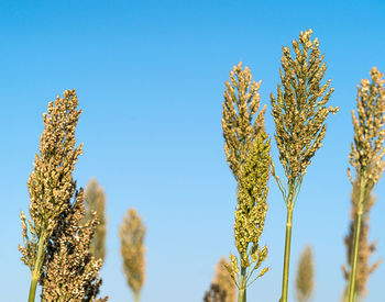 Low angle view of stalks against blue sky