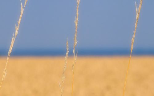 Close-up of plants on land against sky