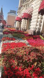 Low angle view of red flowering plants by building