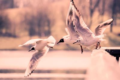 Seagulls flying