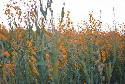 Close-up of flowering plants on field against sky