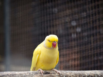 Close-up of parrot perching in cage