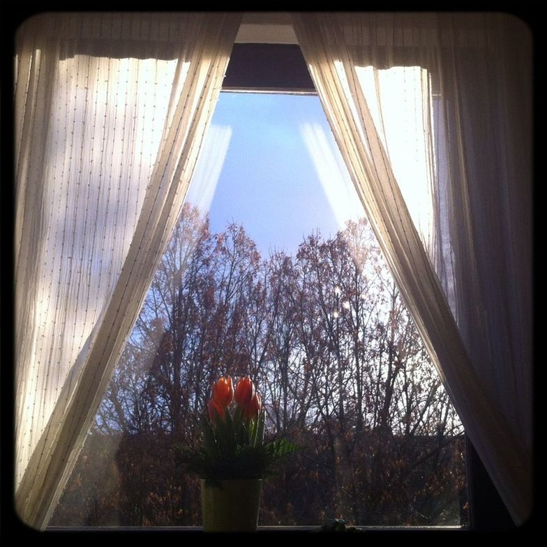 window, indoors, glass - material, transparent, tree, home interior, window sill, growth, plant, curtain, potted plant, house, sunlight, glass, built structure, looking through window, day, architecture, no people, auto post production filter