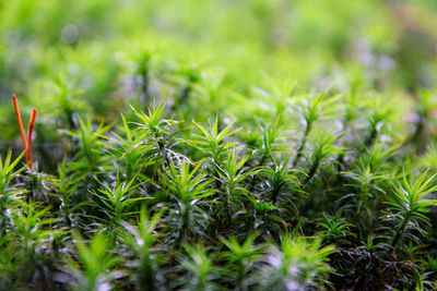 Close-up of plants growing on field