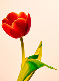 Close-up of red flowering plant against white background