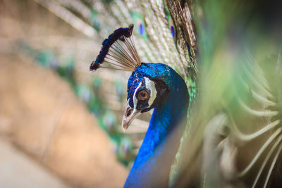 Close-up of a peacock