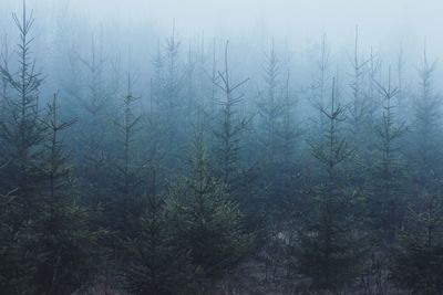 Trees in foggy weather