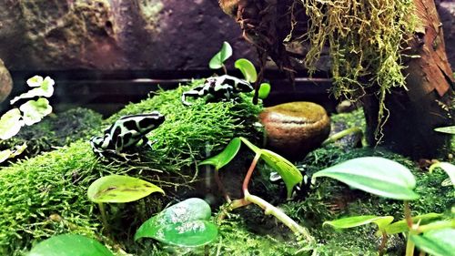 Plants growing in backyard