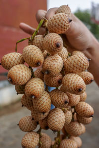 Close-up of hand holding fruits