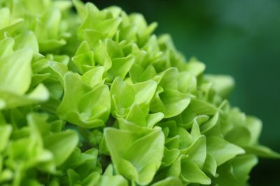 Close-up of fresh green leaves